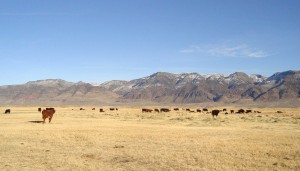 contact Salt Creek for livestock squeeze chutes